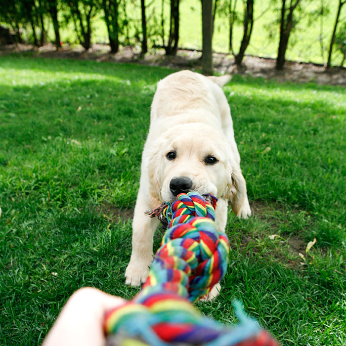 dog-with-chew-toy